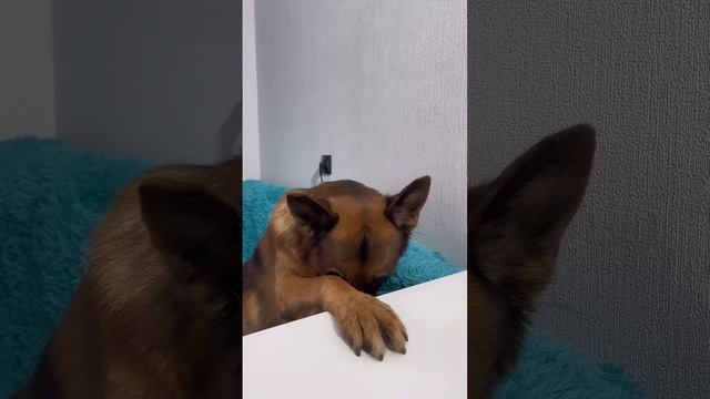 И скромность и ум и красота 😂
Все в одном ребенке 😁❤️