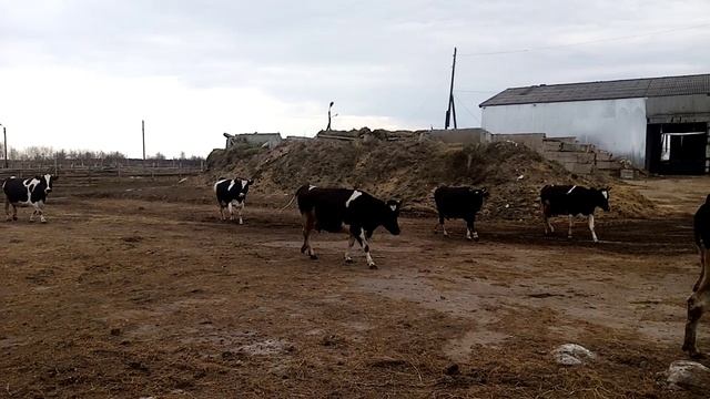 Первая прогулка за зиму