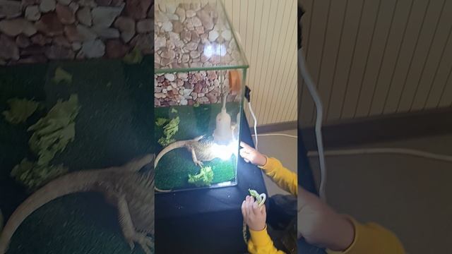 Выставка рептилий.