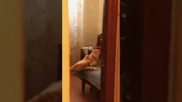 😺😺😺