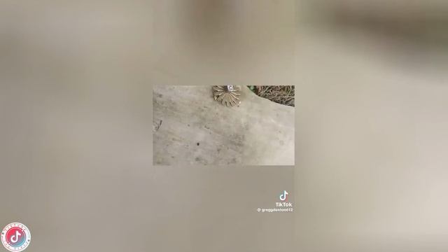 Best video of Tik Tok! 30.05.25 / 02