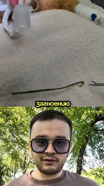 Любителям давать траву котикам посвящается