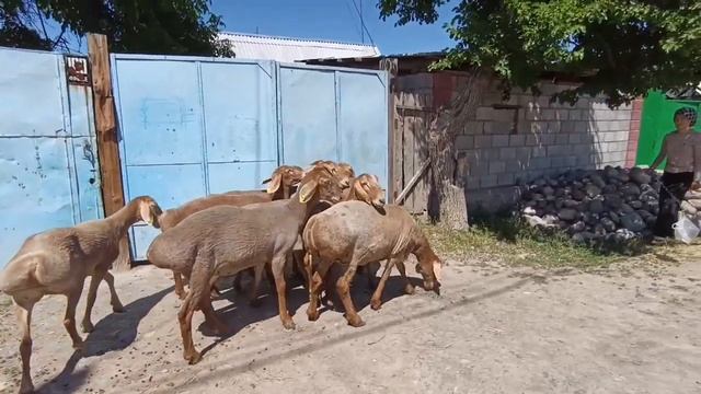 9 Баш арашан токтулар сатылат Тел.0700172368. Кара-балта. Ал?
