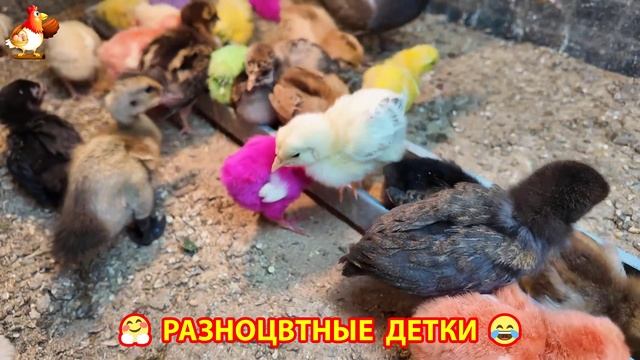 Цыплята и утята милые пушистики растут на радость хозяину (5)