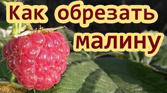 Обрезка малины летом после сбора урожая - Как правильно обрезать малину и когда обрезать малину