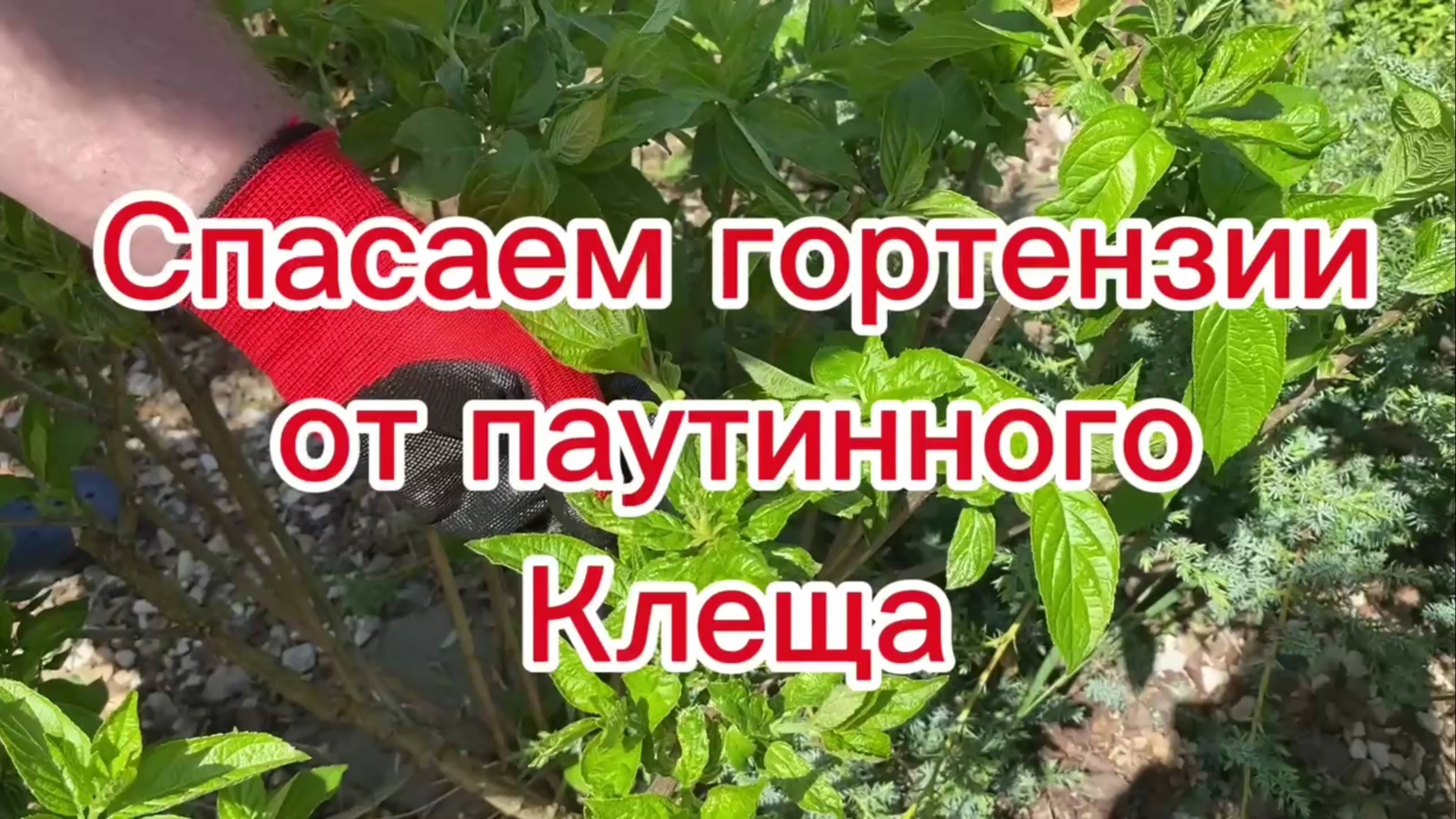 Спасаем гортензии от паутинного клеща