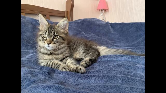 Мейн Кун 🐈⬛ котята🐾