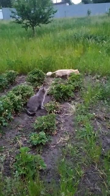 дивный зверь...