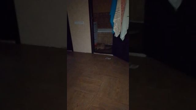 игрушку бросил