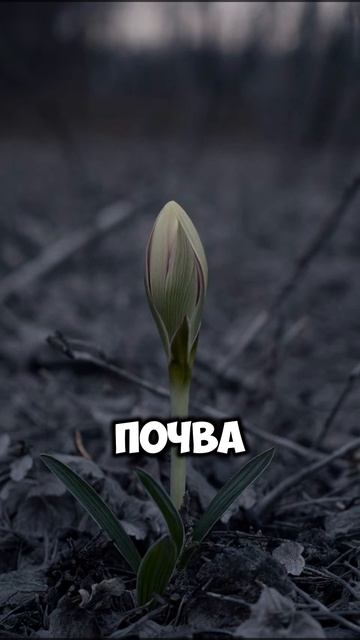 Боль и трудности укрепляют нашу Веру #боль #трудность #вера #Бог #библия