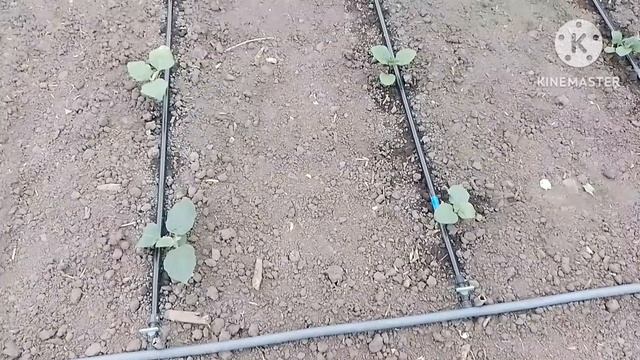 Огурец и помидоры 🍅 в теплице. Высадка рассады баклажан. Обзор огорода.