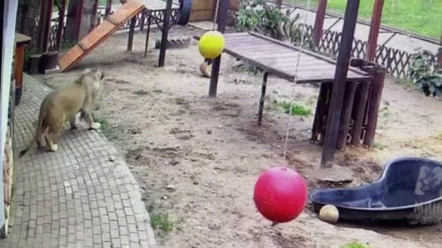 Ночь и тишина... Бесконечной надеждой согрет... шортс (Игорь Корнелюк. Ночь и тишина...)