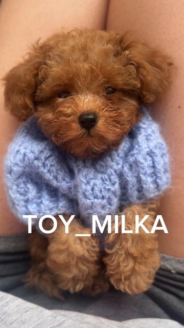 Ищет маму ! Найдись ! TOY_MILKA