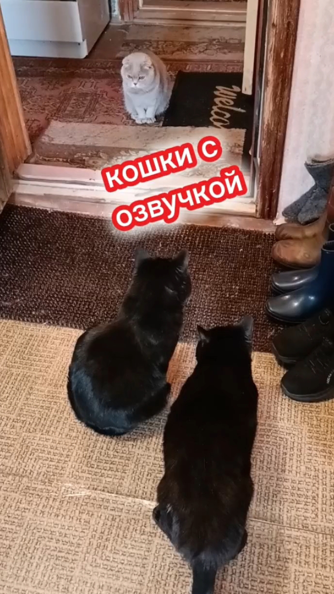 Кошки с озвучкой. Наша Раша.