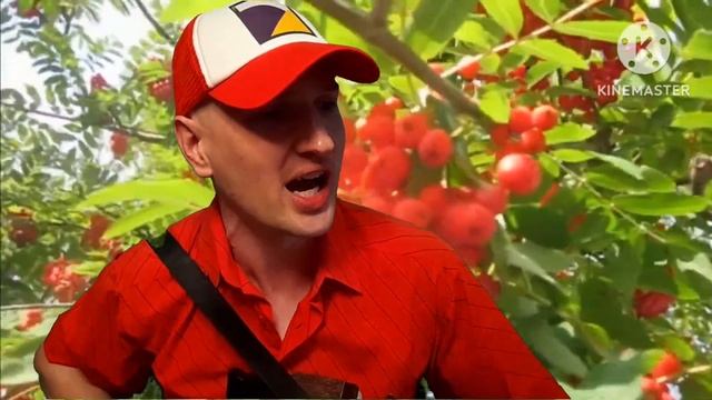 Алый цвет рябин (на гармони) из репертуара  "Синяя птиц?