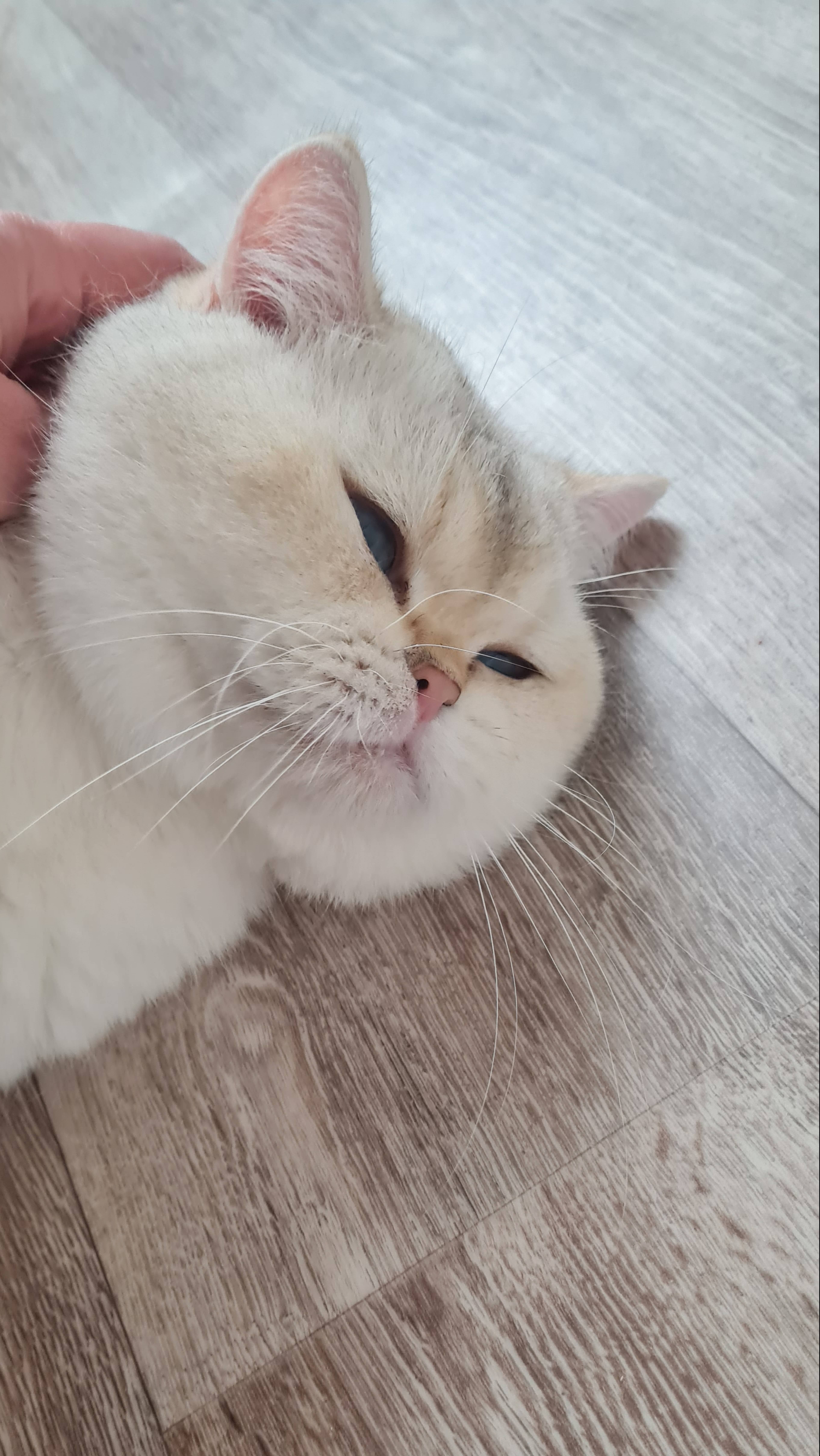 Шикарный британец ❤️