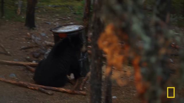 Bear Trapped (Full Episode) | Dr. Oakley, Yukon Vet | Nat Geo Animals
