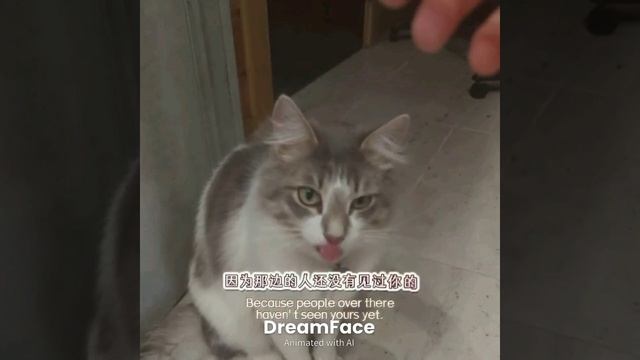 cat 🐈