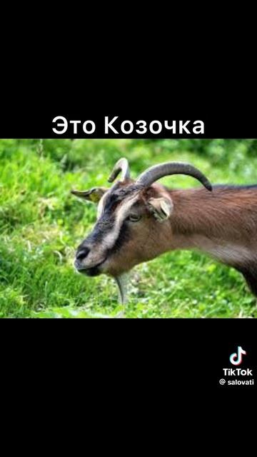 что ты такое