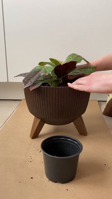 Пересадка кротона. Кодеум. Croton.