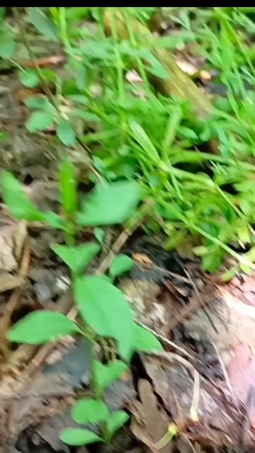 ГРИБЫ МАСЛЯТА ВЕСНОЙ 2025