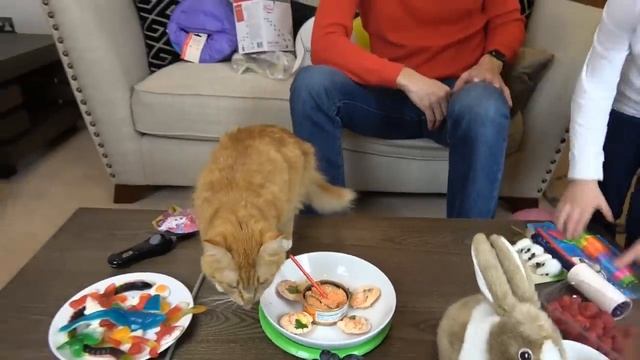 MISTER MAX | МИСТЕР МАКС - День Рождения Кошечки Мурки   5 этажный дом и Кролик в подарок