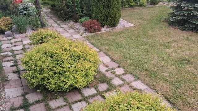 Верхний лес покошен. Стеллаж под банки.