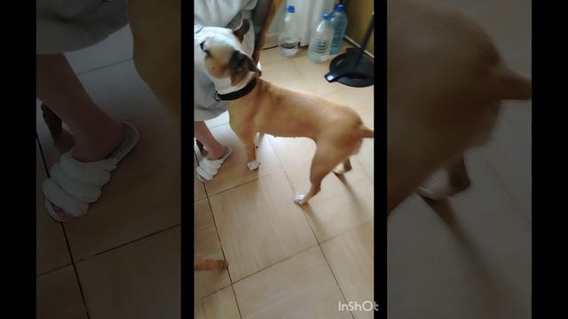 #собаки