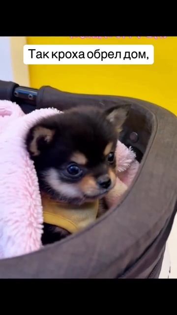 Как малыш нашел семью 🐶🥰❤️
