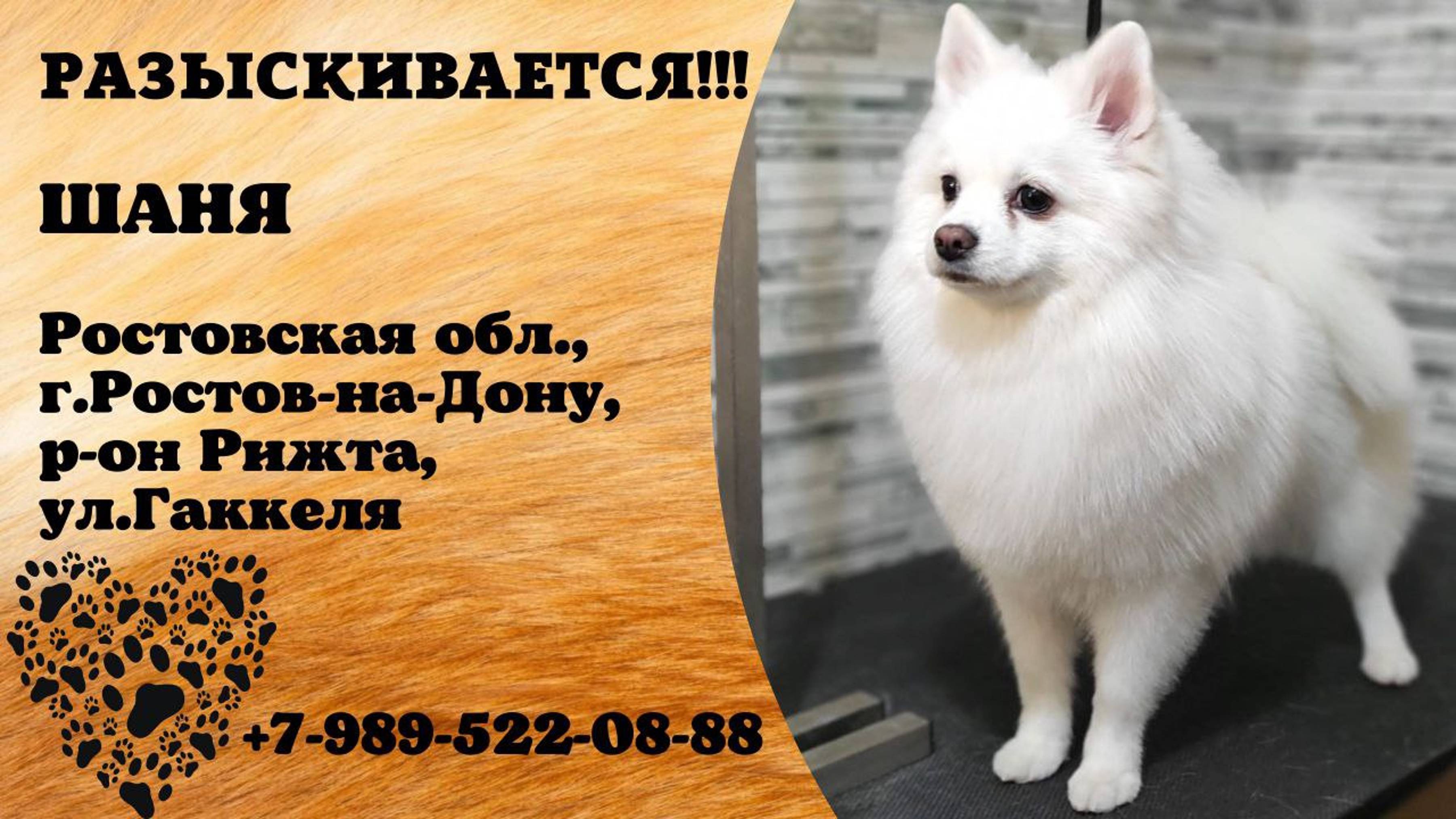 Пропала собака! ШАНЯ. Ростовская обл, г. Ростов-на-Дону