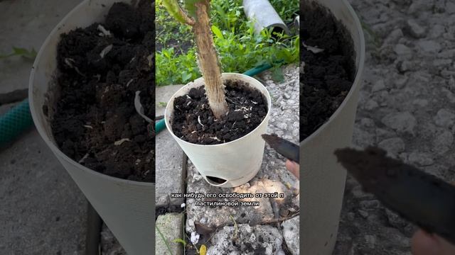 Реанимация молочая