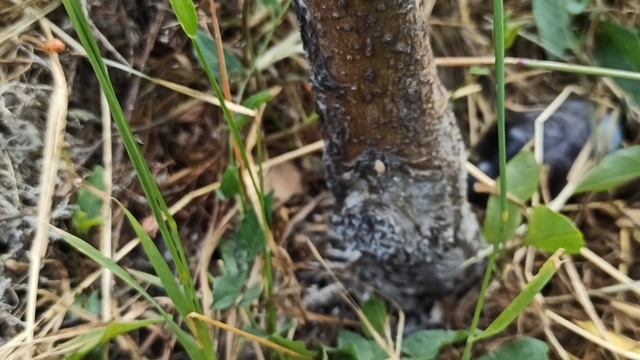 ПРОСТОЙ и БЕЗОПАСНЫЙ способ избавиться от тли и муравьев на деревьях