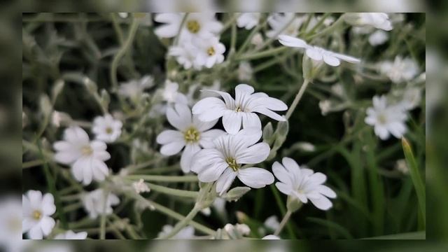 Маленькая радость