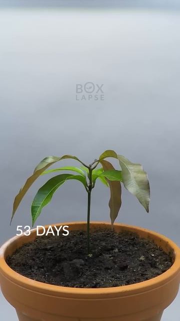 1 YEAR in 50 Seconds - Mango Tree