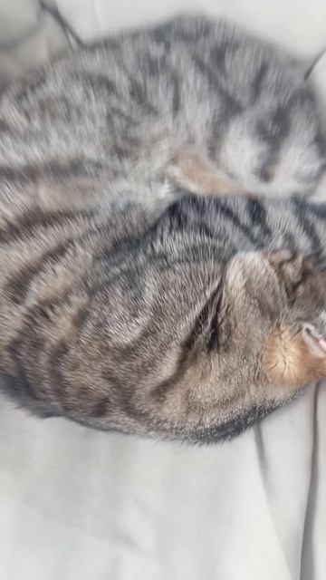 Кошка милая моя