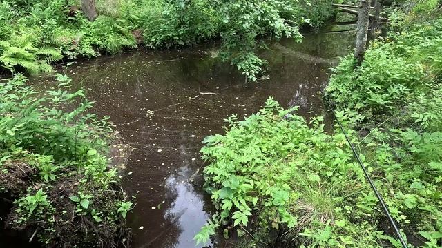 Ловля ручьевой форели 30.06.24 Отличная рыбалка, прекрасная природа Ленинградской области