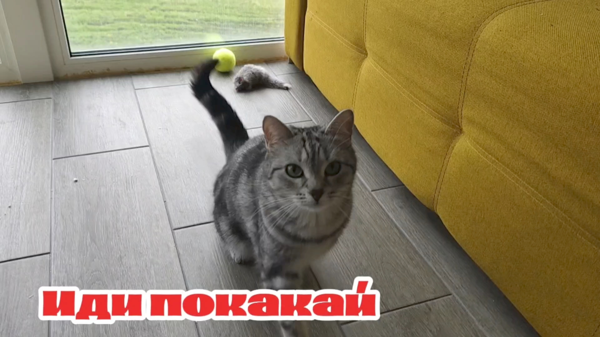 Что хочет кошка?