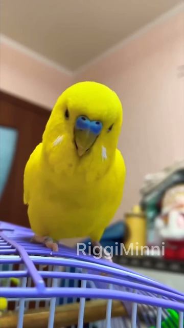 Как чирикает волнистый попугай