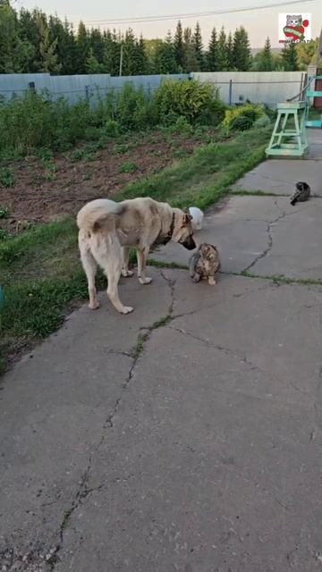 Баксик хотел пригласить Пушинку к себе домой на романтический вечер 🌜🐶❤️😽🏡