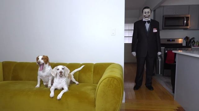 Dogs vs Zombie Salesman Prank: Funny Dogs Maymo & Potpie vs 'The Salesman' Creepypasta