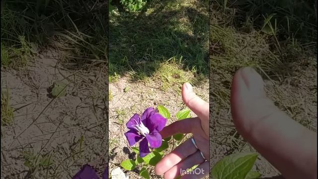 Навели красоту на участке.Обзор.Ежевика супер.🫶🔥🌺🌺#сад#загороднаяжизнь
