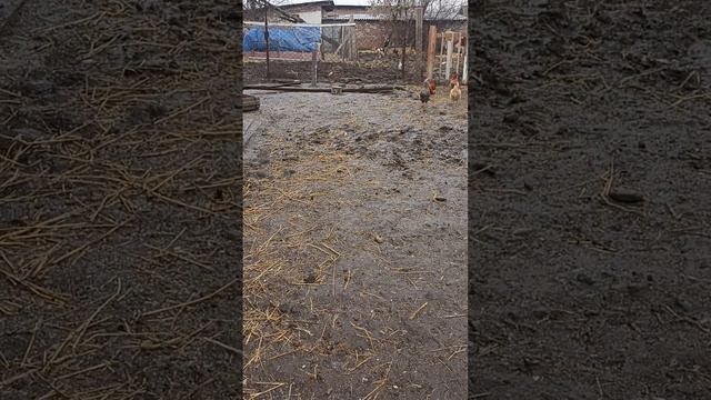 СЕЛЬСКАЯ ЖИЗНЬ ЧЕЧЕНЦЕВ! НАШ БЫТ! МОИ ВНУКИ!!!