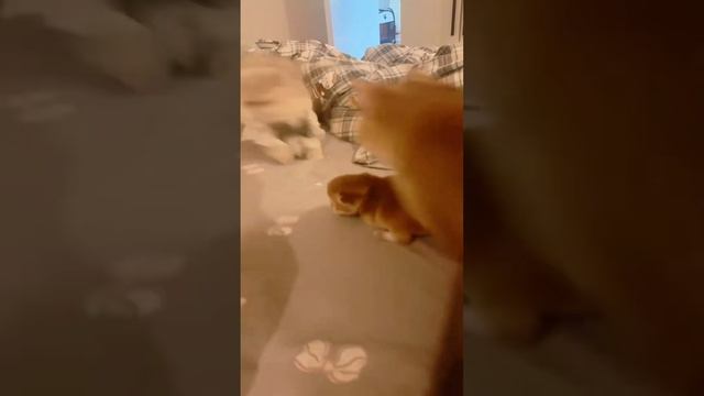 Котики
