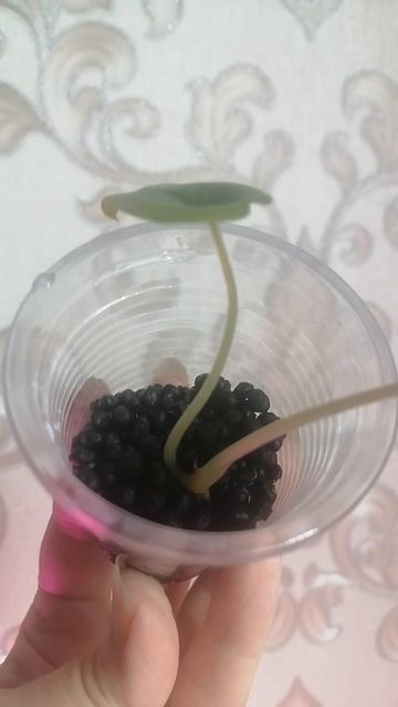VID_20250530_090153.mp4