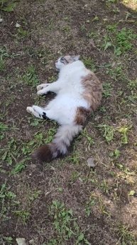 Мачо пришел на полдник, а поляна не накрыта!