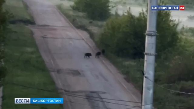Семейство диких кабанов заметили в Уфе
