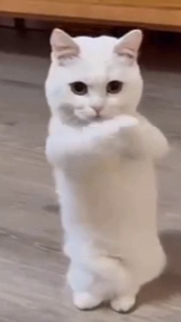 1000002881.mp4