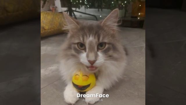 cat 🐈
