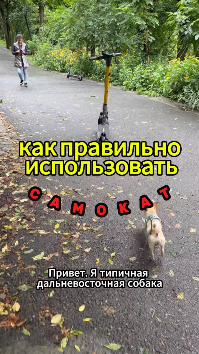 Собака Чихуахуа показывает как  правильно пользоваться самокатом во Владивостоке. Самокатчики #short