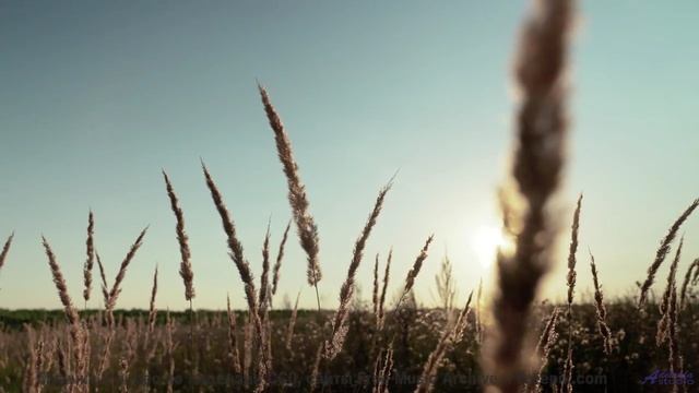Лес под таким звуком кажется бесконечным и живым - La Bouteille de Whisky -- Benjamin Bret -- Black